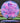 DGA Hypercane Tour Series Swirl cotton candy/magenta holo 176.5g