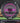 Discraft Buzzz Z Line Victory Edition/Purple 177.6g