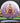 Innova Rat CryZtal Purple-White/Gold/Magenta 168.6g