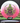 Innova Rat Pink-White/Black-Green 168.9g