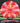 Meridian Discs Current ESP Red And White/Gold 174.2g