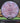 MVP Relay Cosmic Neutron Pink/Black 172g