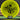 Discraft FuZed line Buzzz (Buzz Saw)