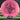 Infinite Disc Dynasty