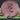 MVP Proton Atom