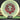 Mint Discs Nocturnal Alpha + Team Series "Owlpha"