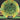 Mint Discs Phoenix
