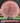 Armory Disc Golf Shop Used Disc Golf Discs Discraft Malta 8/10 Pink/Red 172g