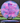 DGA Hypercane Tour Series Swirl cotton candy/magenta holo 176.5g
