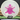 Discmania Sensei Active Glow clear-green/magenta shatter 175.3g