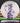Discraft Luna Big Z Bone/Purple 174.8g