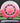 Innova Eagle Pink/White/Black/Gold 172.9g
