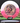Innova Leopard White-Pink/Black-Gold 173.4g