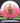 Innova Rat Pink-White/Red-Gold 169.5g