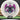 Latitude 64 Opto-X Explorer - 2026 Isaac Robinson Team Series