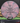 MVP Entropy Lilac/Black 172g